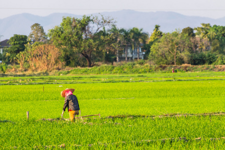 泰国大米农民工领域图片