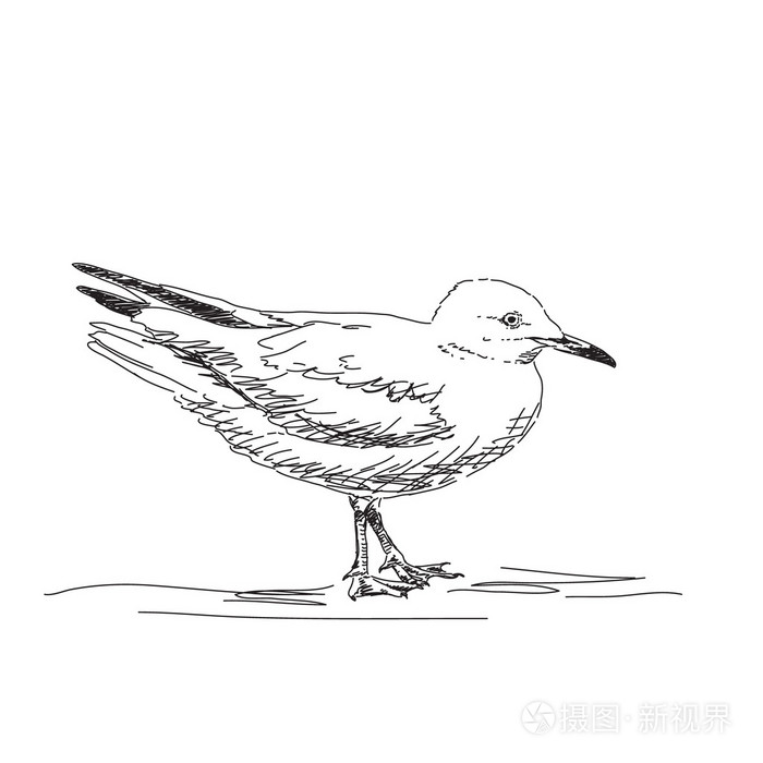 海鸥素描