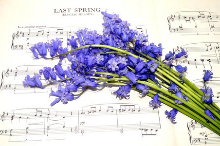 春天乐谱和蓝铃花
