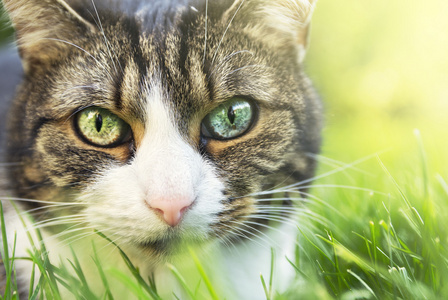 与眼睛花园的草地上的不同颜色的猫肖像