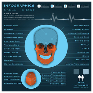 骷髅图 infocharts 保健和医疗