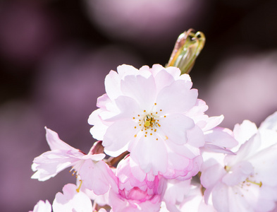 粉红色的樱花