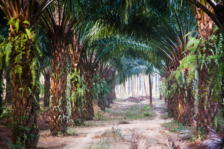 棕榈树种植园