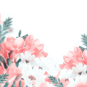 樱草花和雏菊