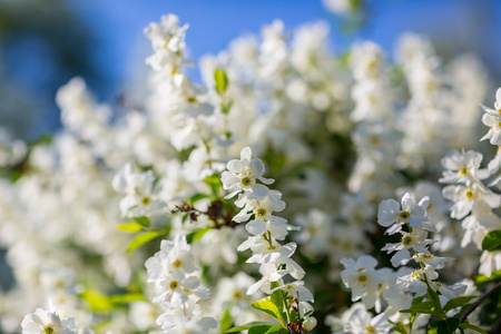 樱花盛开的白色的花