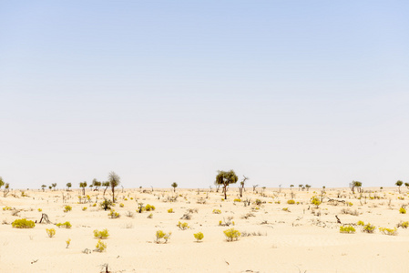 沙漠中有树木和灌木丛的沙丘阿曼