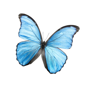 孤立在白色的蓝蝴蝶