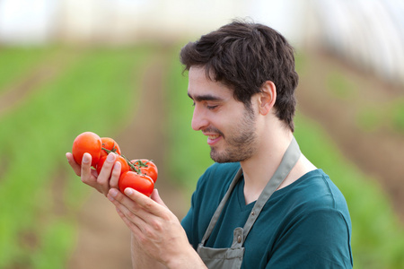 年轻有吸引力的农夫收获西红柿