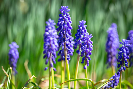 Muscari  