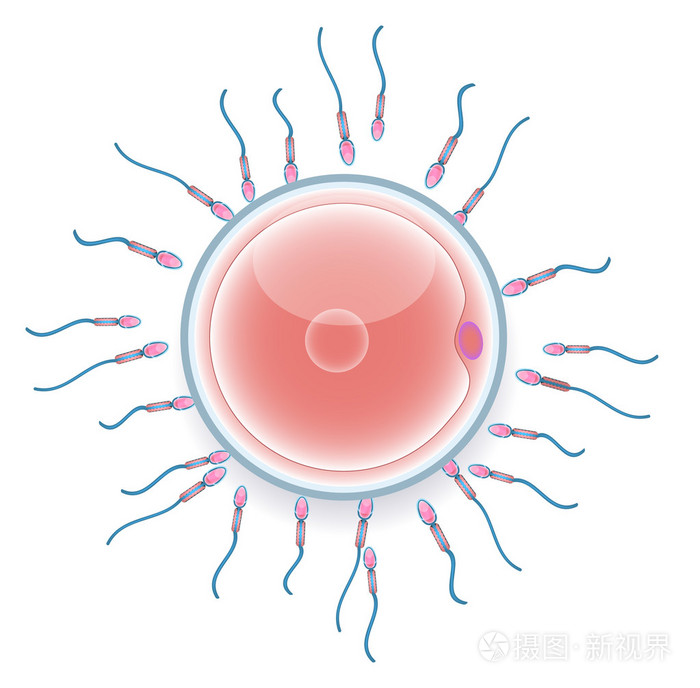 男性精子受精的女性卵子丰富多彩的医疗插图