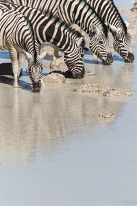 斑马在水坑埃托沙 纳米比亚