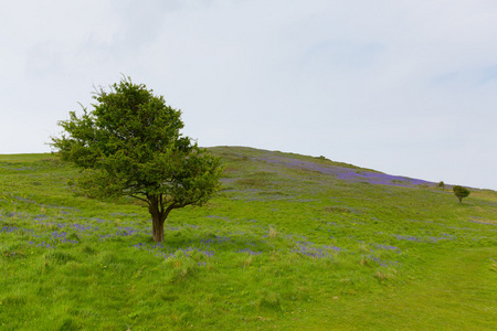 树和风铃草在春季布里恩下来英国萨默塞特