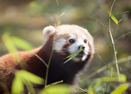 美丽的红色熊猫在自然栖息地图片