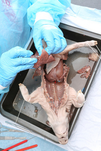 医科学生在解剖猪胚胎生理学课图片
