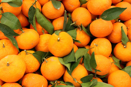 柑品种柑橘丰收