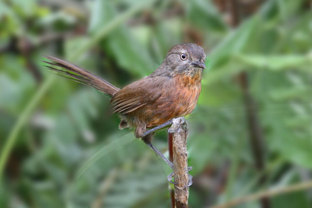 wrentit chamaea 育 在树枝上