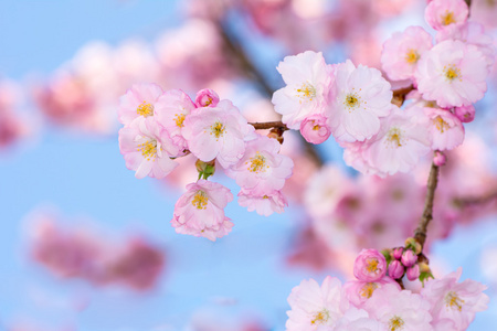 樱花树的树枝