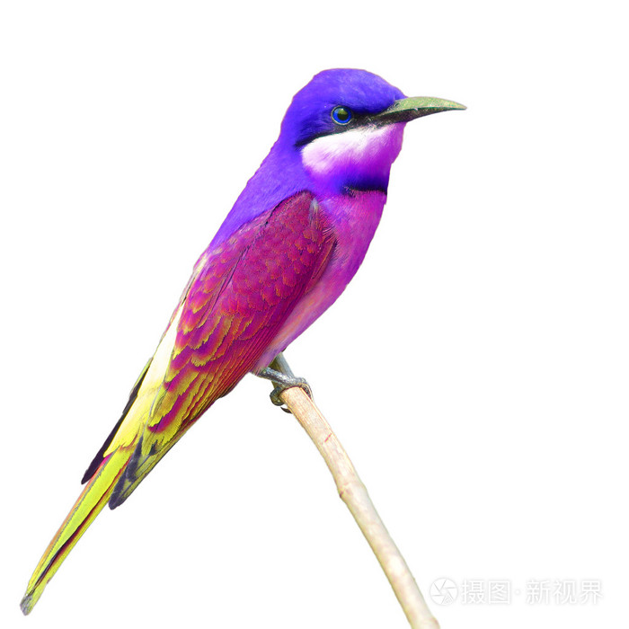 七彩鸟
