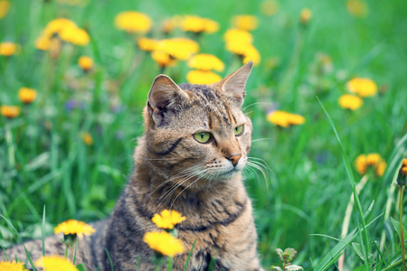 猫蒲公英的草地上休息