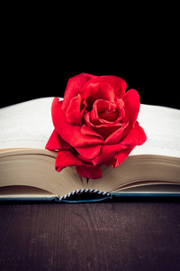 在打开的书上的红玫瑰
