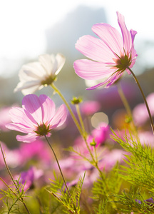 雏菊花和阳光