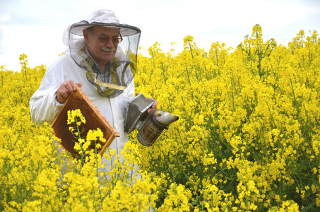 经验丰富的高级养蜂工作在油菜花盛开的田