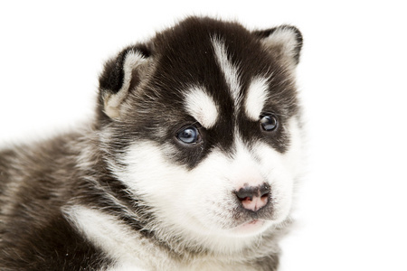 西伯利亚哈士奇犬小狗出生 4 周
