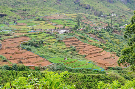 绿色茶园在斯里兰卡的高地图片