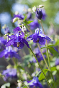 蓝色 aquilegia 鲜花特写