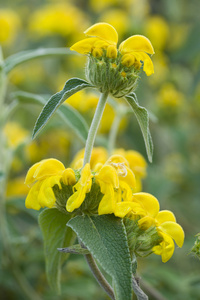 鼠尾草黄色花卉