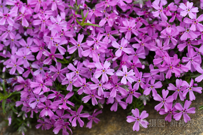 aubrietacultorum粉红色或紫色的小花