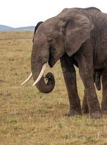 吃大象
