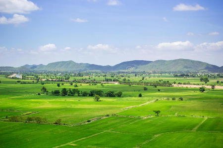 泰国天然稻田