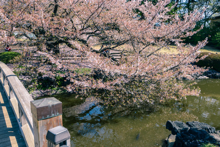 东京日本