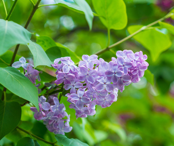 美丽的粉红色紫色花朵绽放