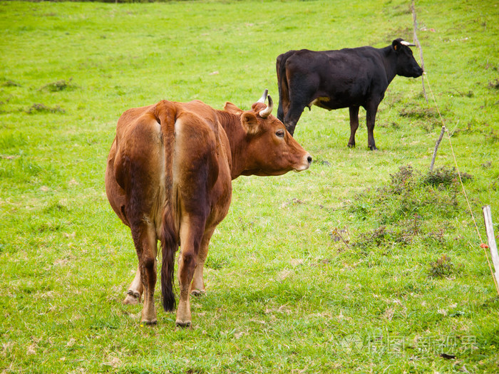 两个牛在草地上
