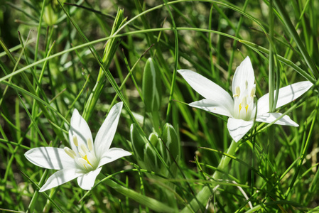 白色的花和绿色的草地上