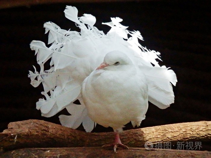 白鸽子