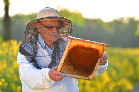 经验丰富的高级养蜂工作在油菜花盛开的田