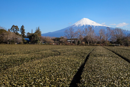 山富士在冬天