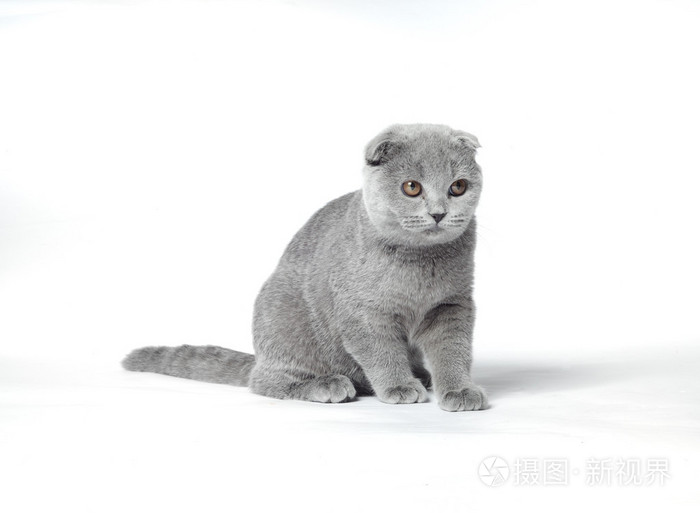 灰猫