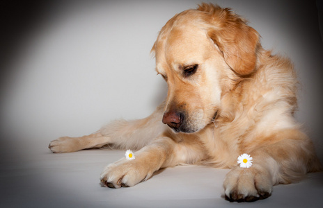 在摄影棚的金毛寻回犬