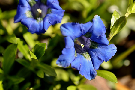 在春天花园的蓝色小花