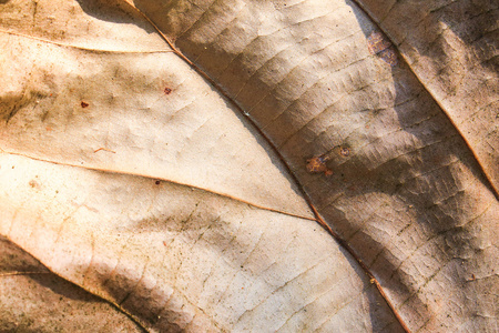秋天枯萎的树叶抽象纹理背景图片