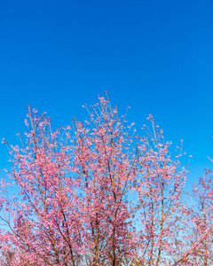 美丽的粉红色花开花