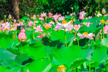 美丽的荷花或睡莲鲜花自然背景