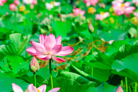 美丽的荷花或睡莲鲜花自然背景