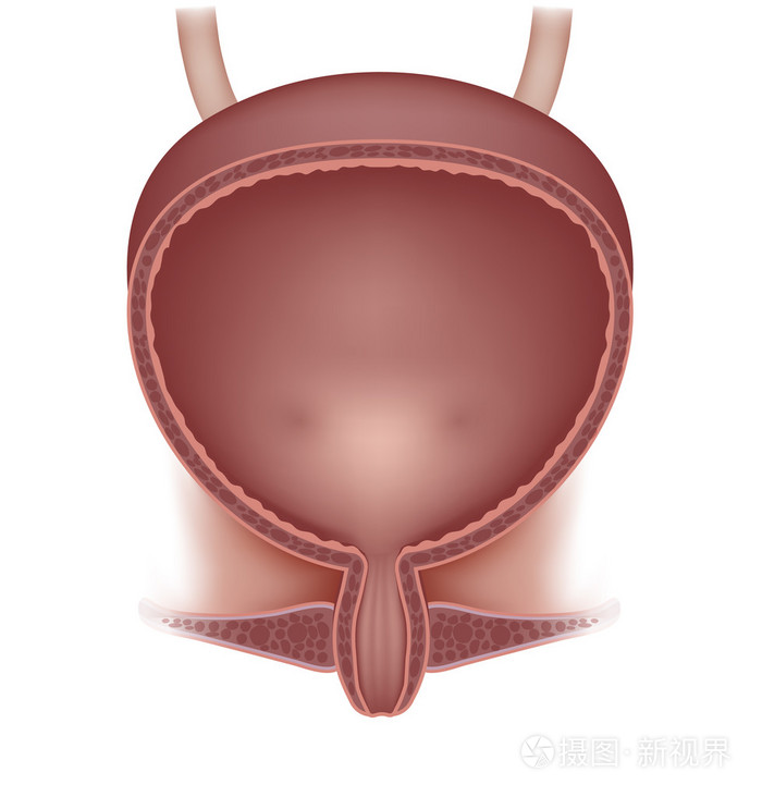 女性膀胱的插图,详细解剖