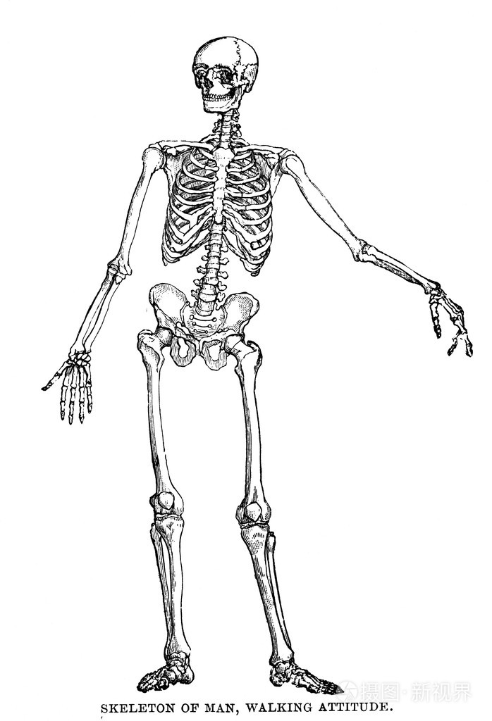 人体骨骼