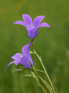 蓝钟植物的花朵